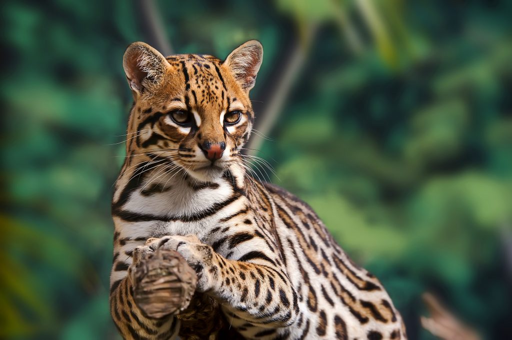 an ocelot on a tree branch