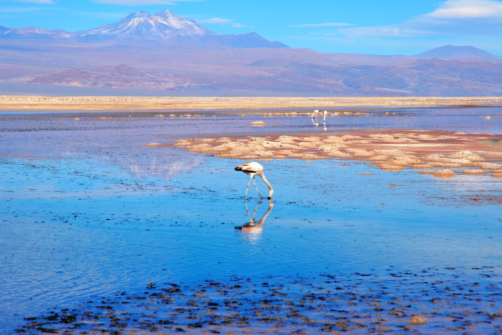 Flamingo’s at the Atacama Desert.