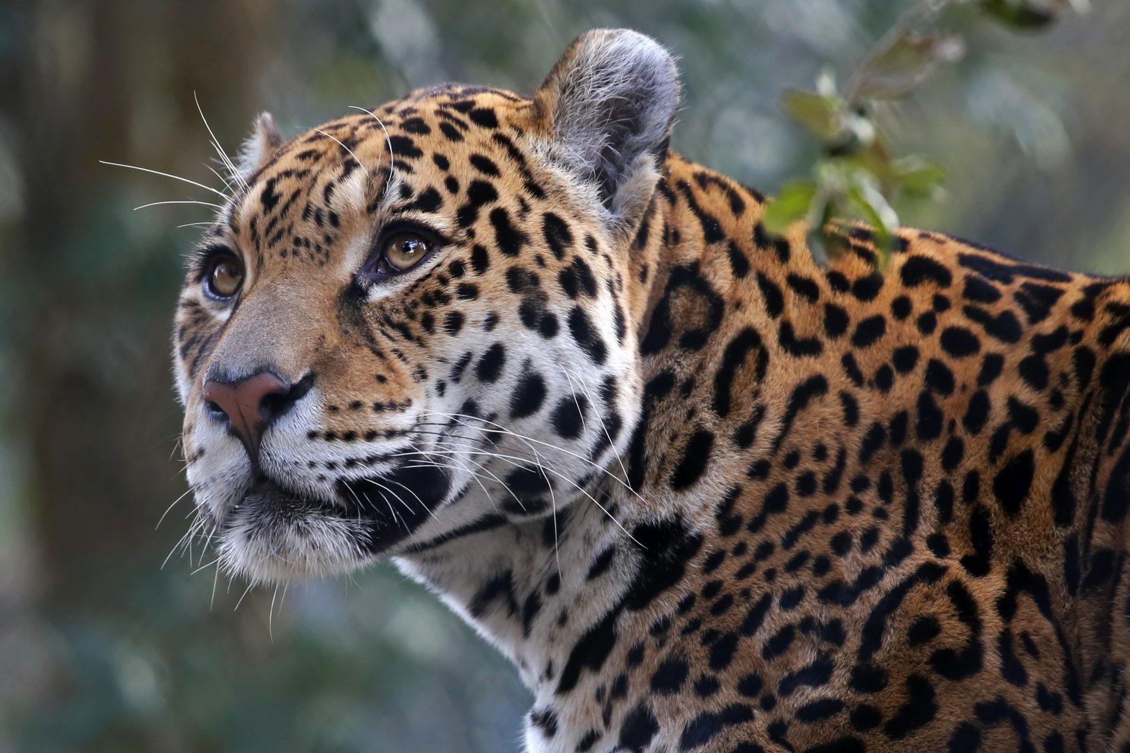 a jaguar in South America