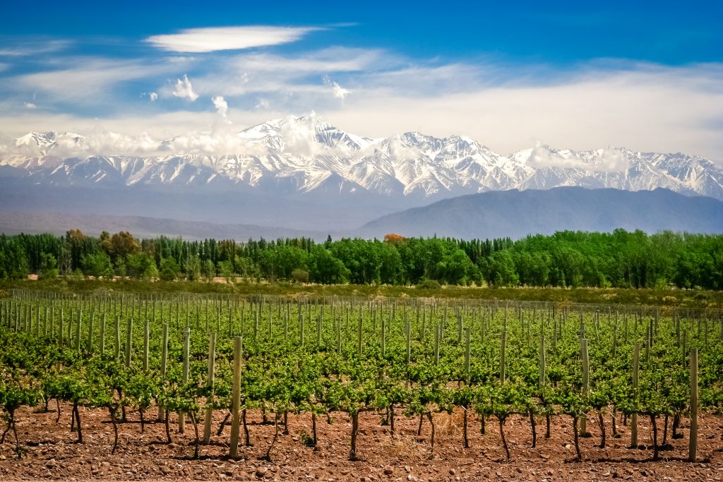 rows of vineyards in Mendoza