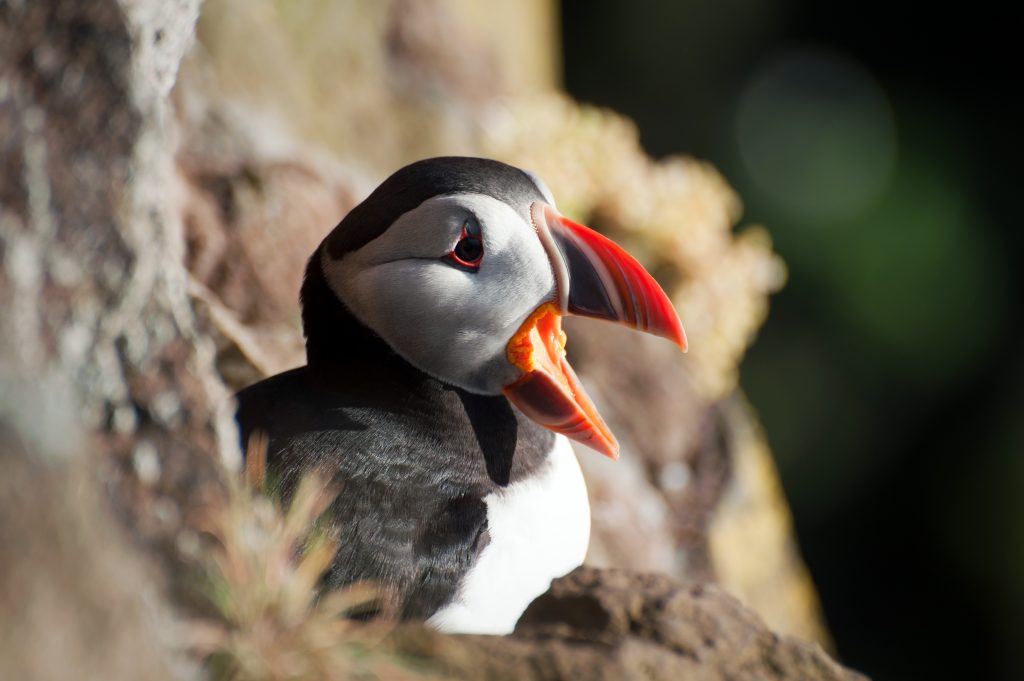 An Atlantic puffin in the Arctic