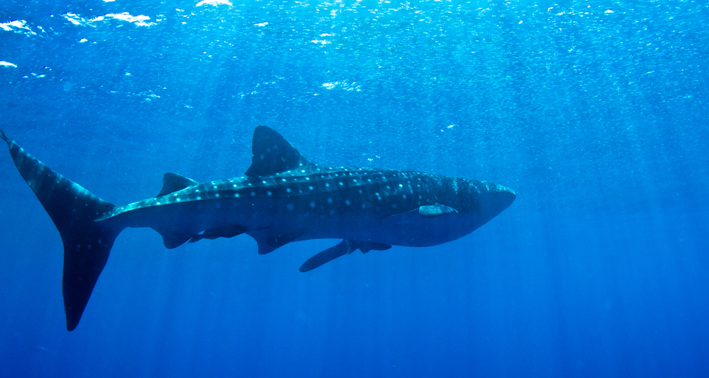 Whale Shark swimming near the surface in Honduras Whale Shark swimming near the surface in Honduras