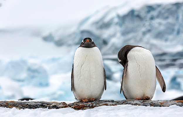 two penguins in Antarctica