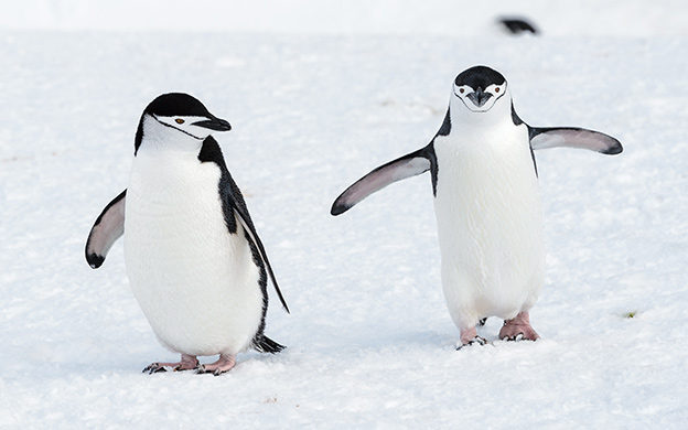 Two Chinstrap penguins