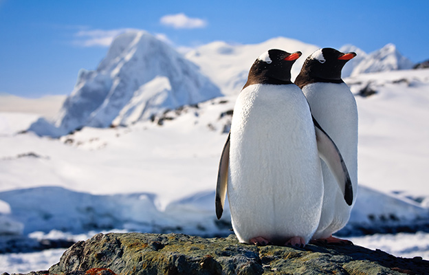 Gentoo penguin on a rock