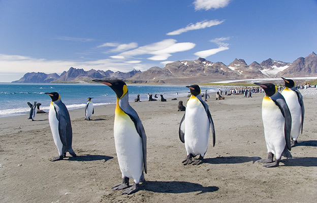 King penguins