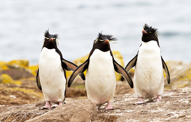 Rockhopper penguins
