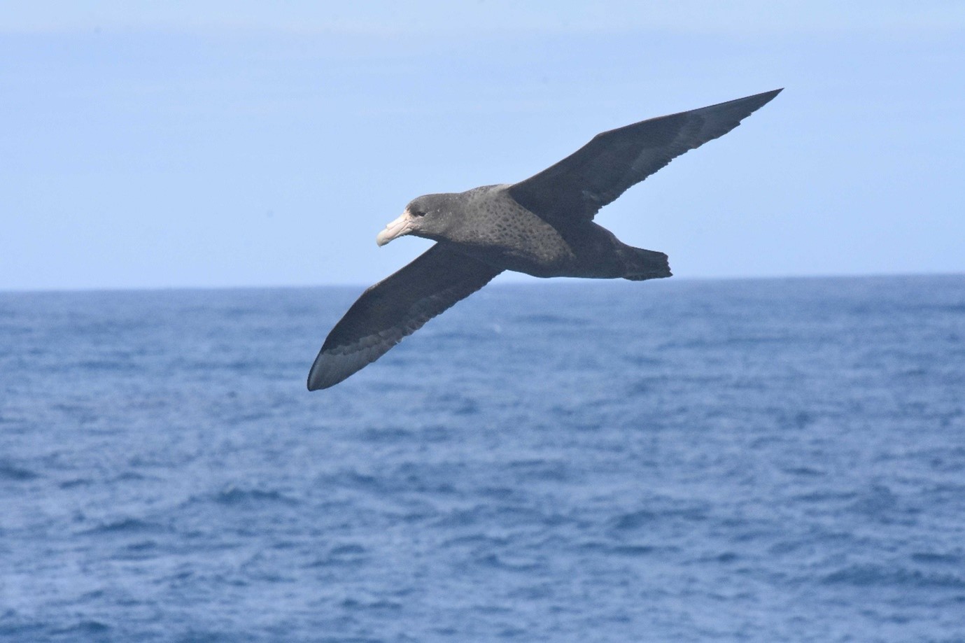 southern giant petrel