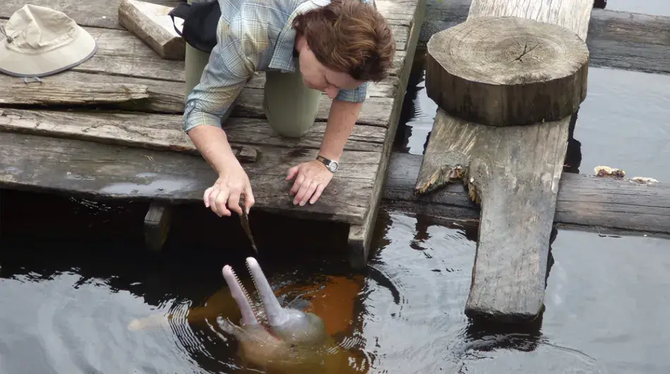 Dolphin Feeding