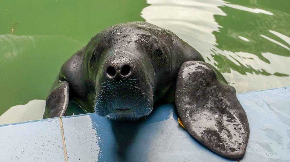 Manatee-rescue-center