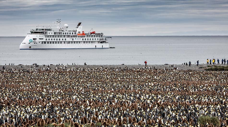 Greg Mortimer Ship and King Penguins in Antarctica