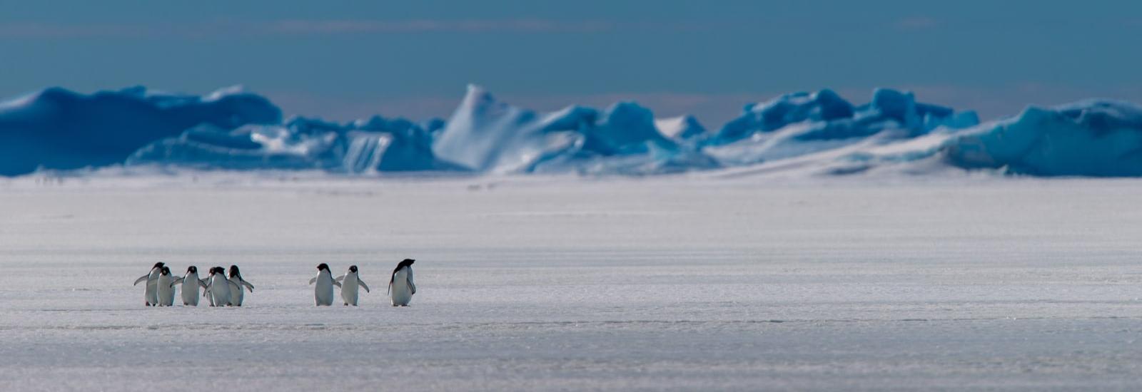 Across the Antarctic Circle: Ushuaia Roundtrip  | Sylvia Earle