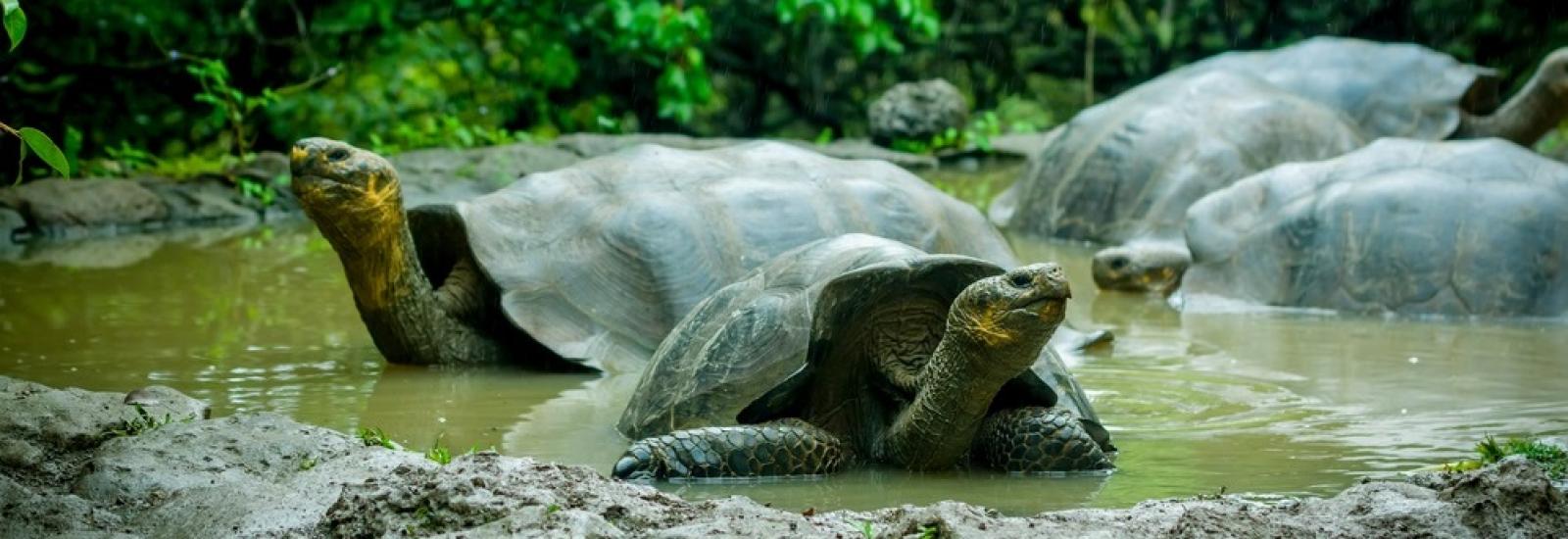 Signature Galapagos Express