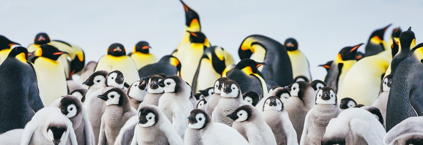 Emperor Penguins of Weddell Sea | Le Commandant Charcot