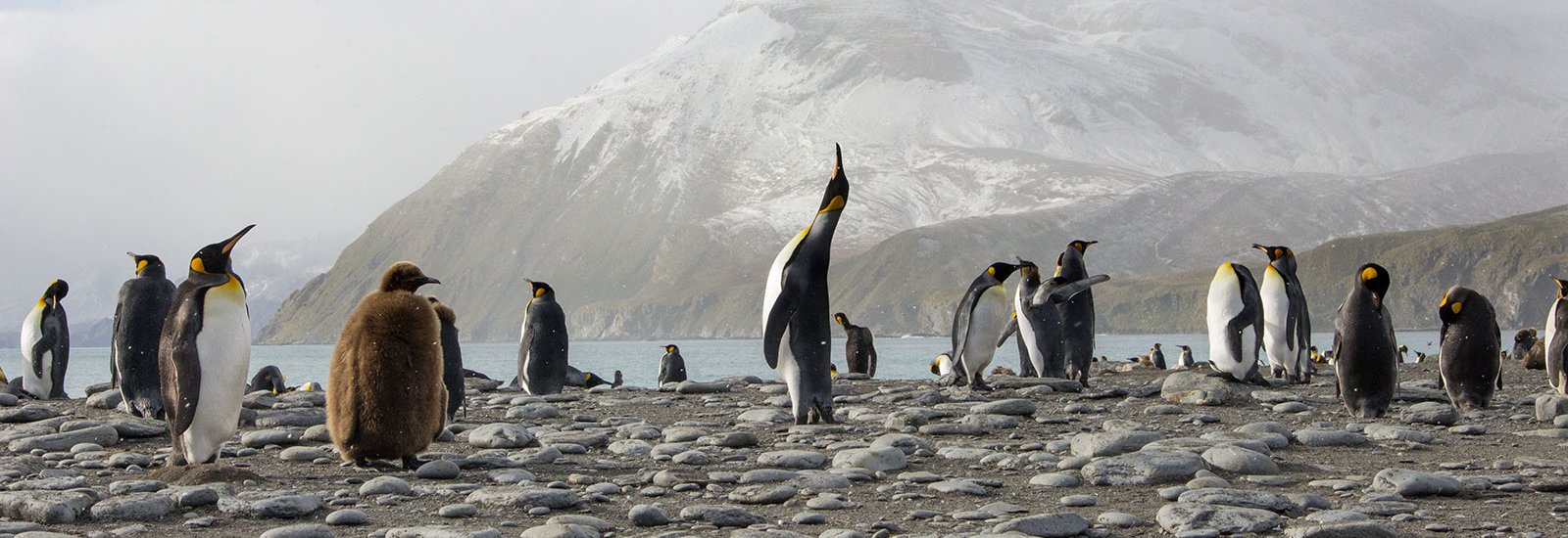 Classic South Georgia  | MV Ushuaia