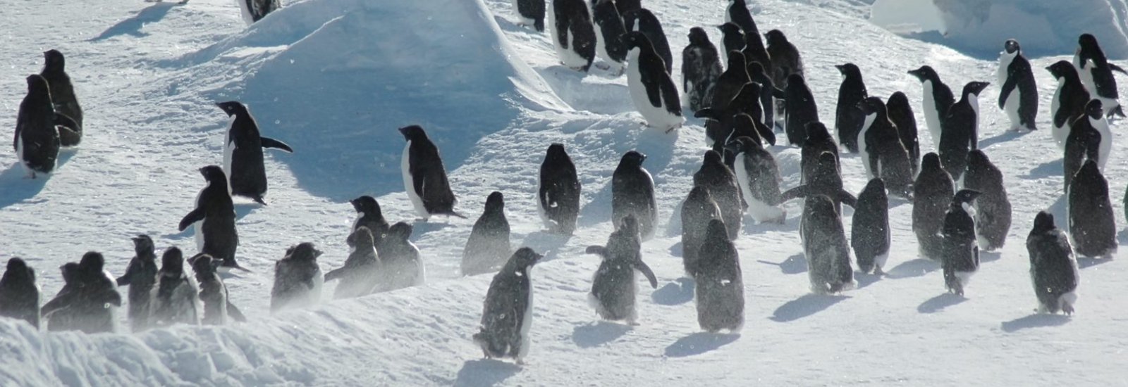 Antarctica_Wildlife_Penguins_shutterstock_7770883-1624x1080