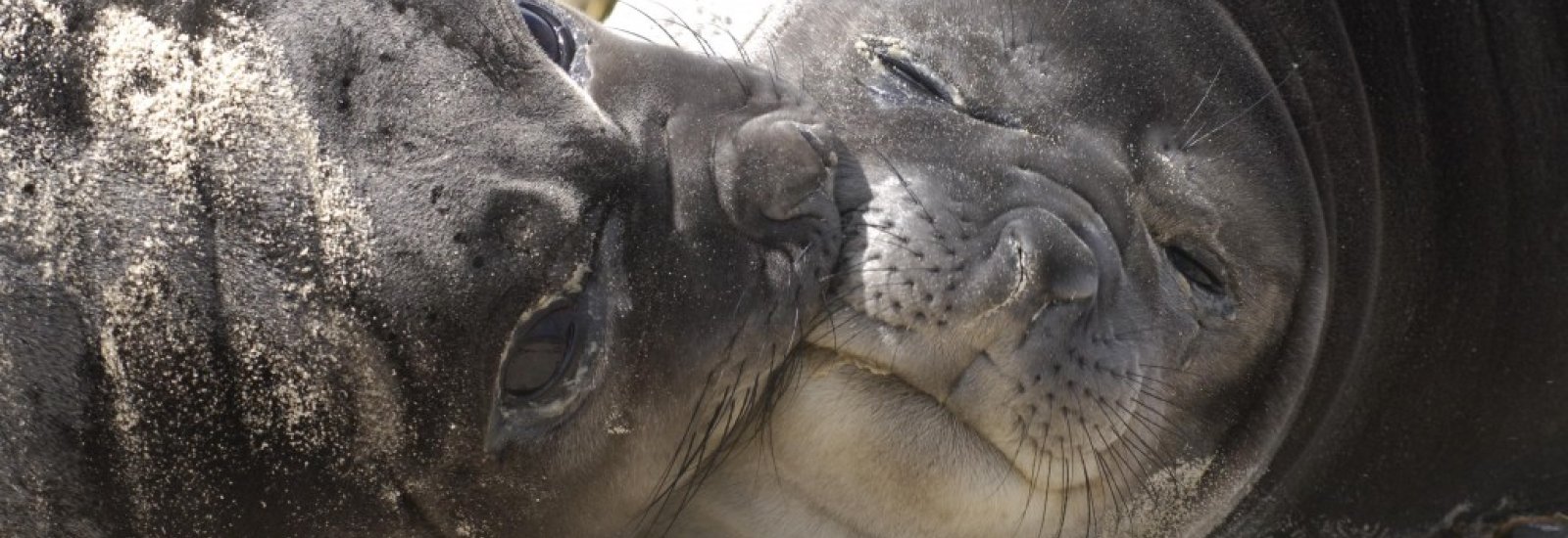 Falklands_Wildlife_Elephant_Pups-1024x680