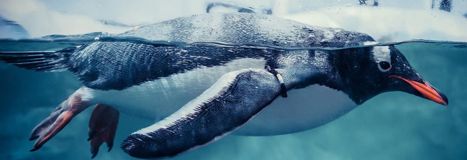 Penguin-Header_1-1024x384