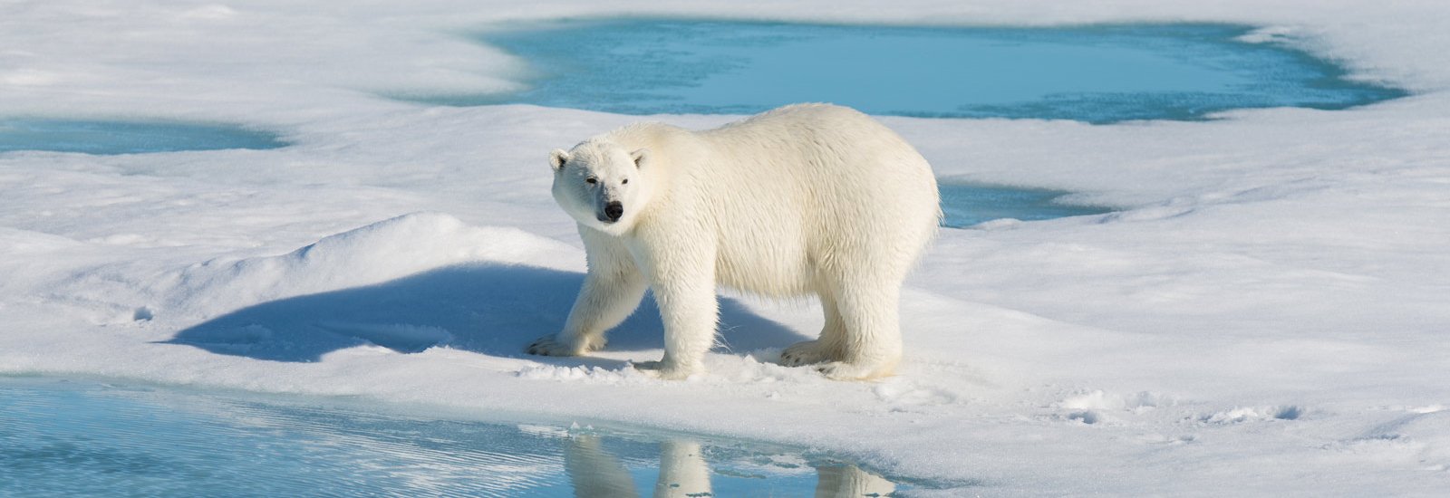 Into the Northwest Passage 2027 | Ocean Victory