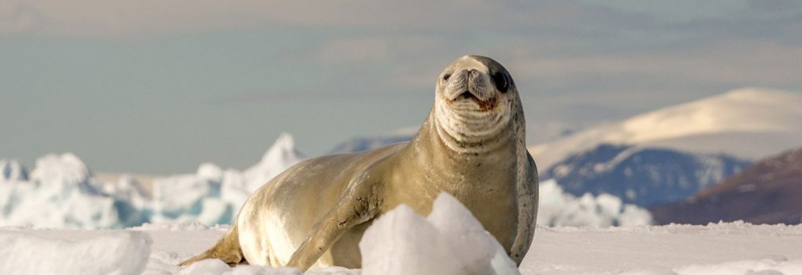 Seal-Header-1024x384