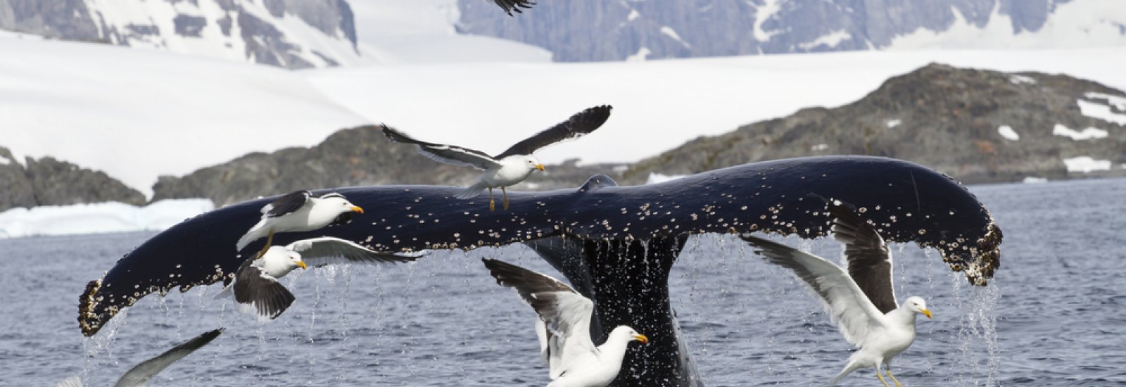 shutterstock_194577050