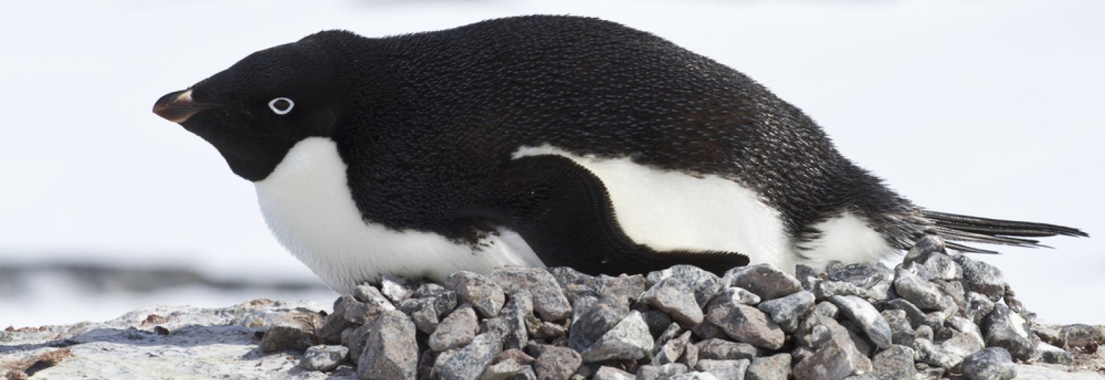 shutterstock_201492014-1-1