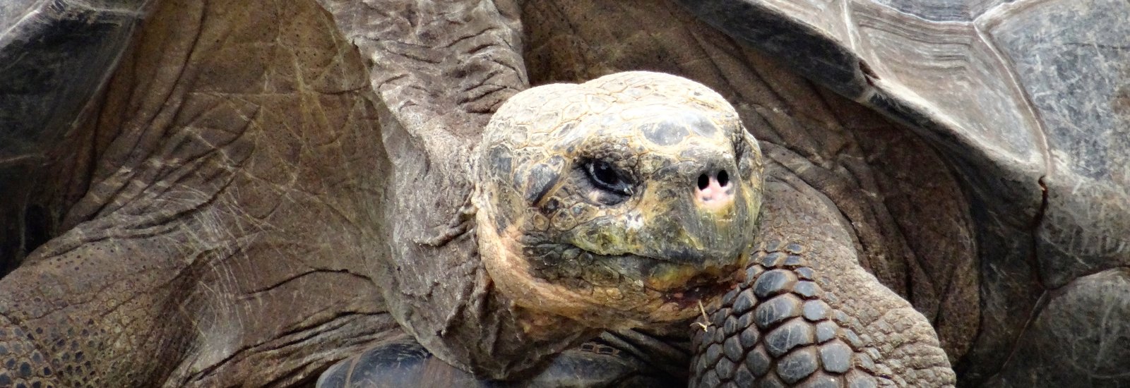 30B_GIANT-TORTOISE_Galapagos