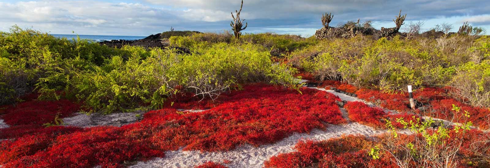 Galapagos Southern Islands Cruise | Endemic