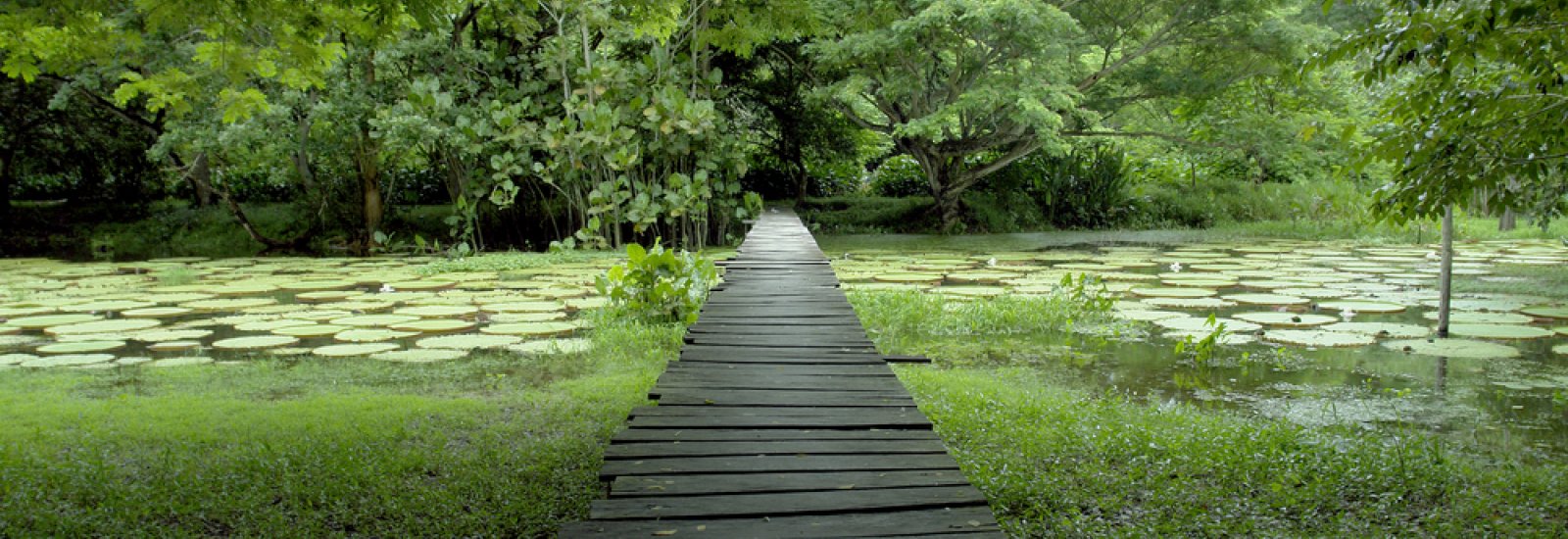 Peru_jungle_shutterstock_13204669