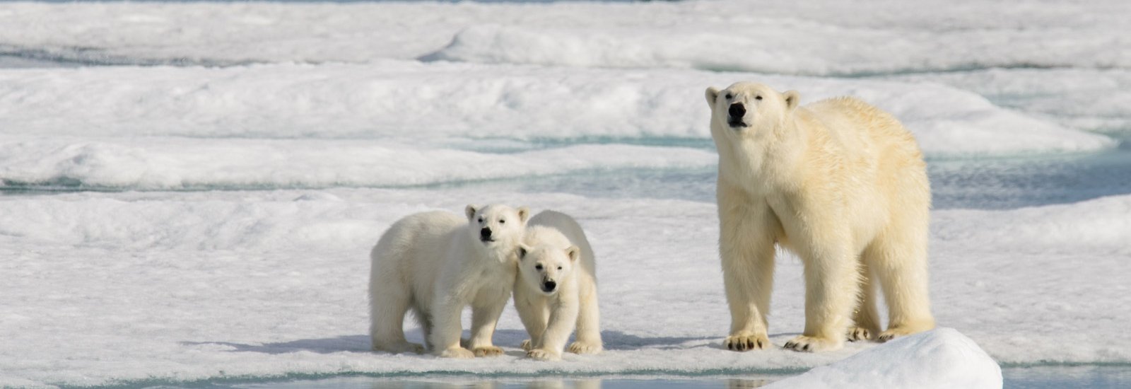 Spitsbergen Highlights: Wildlife Capital of the Arctic | Ultramarine