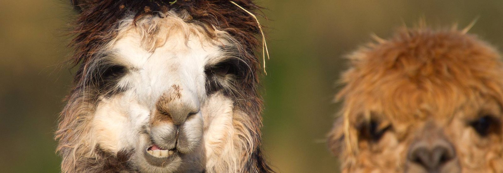 shutterstock_124560643