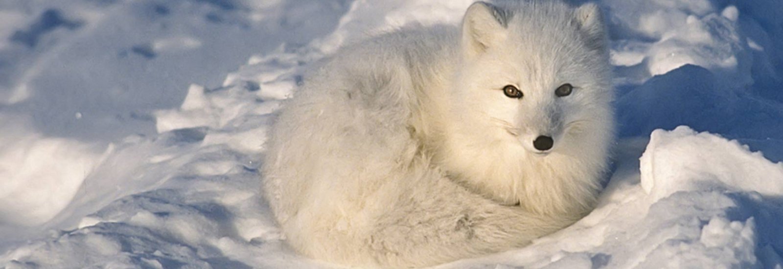 shutterstock_126442760