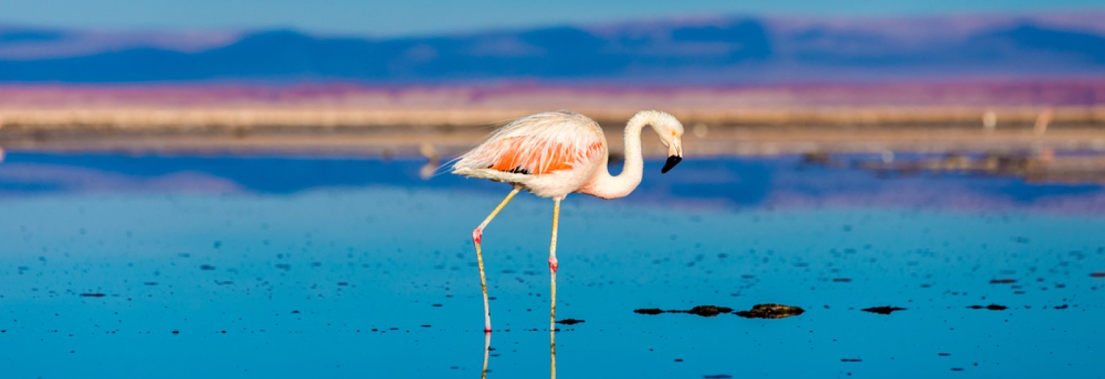 shutterstock_144776752