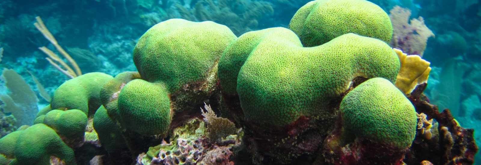 shutterstock_242779672