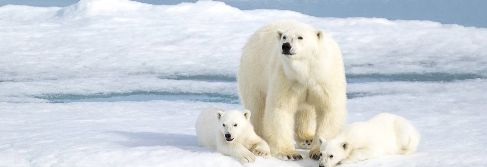 shutterstock_537639196