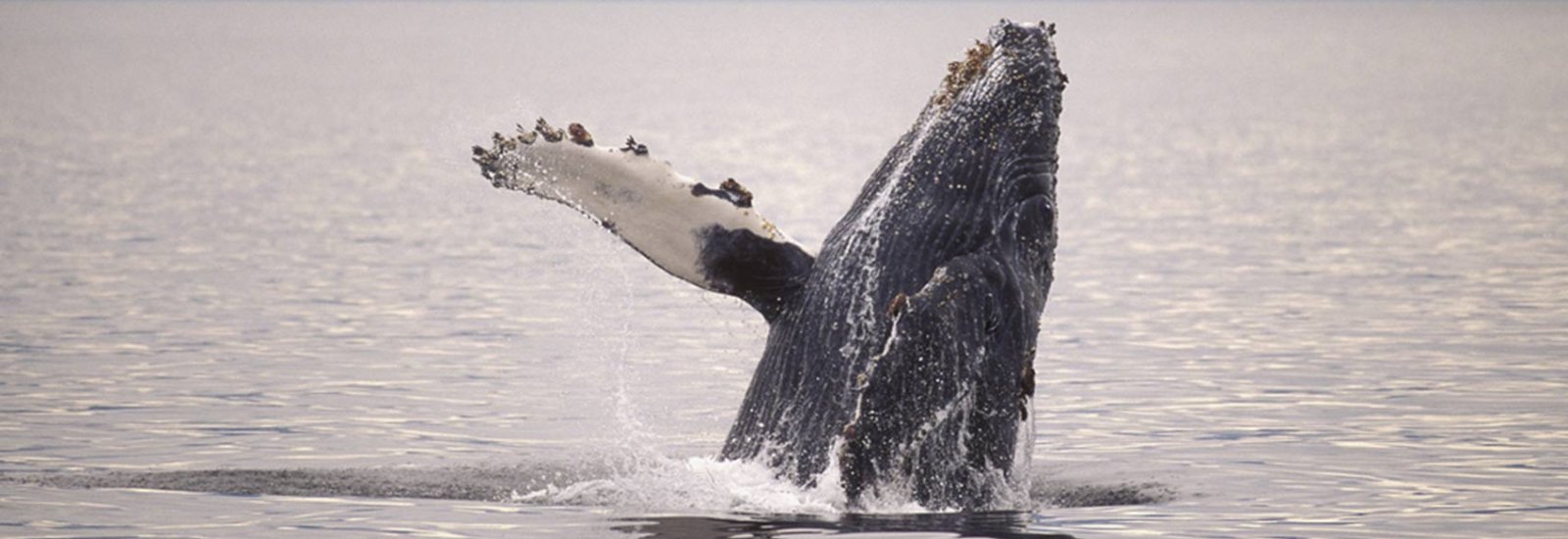 shutterstock_86578357