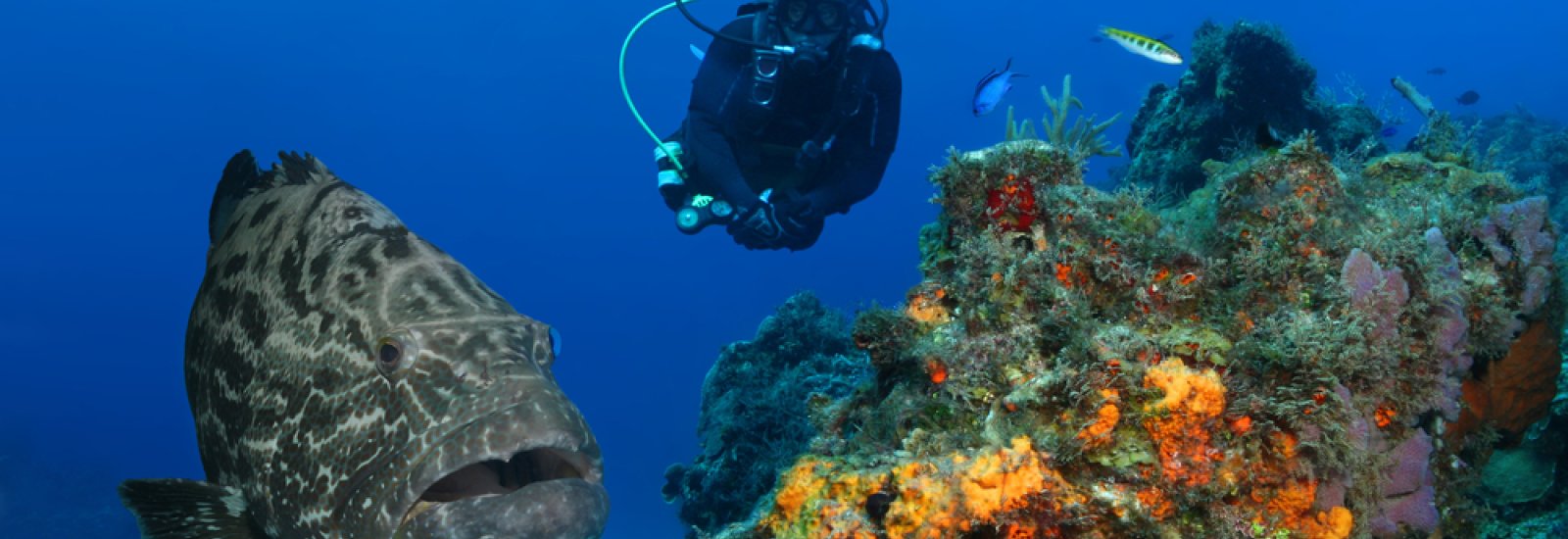 shutterstock_93595141