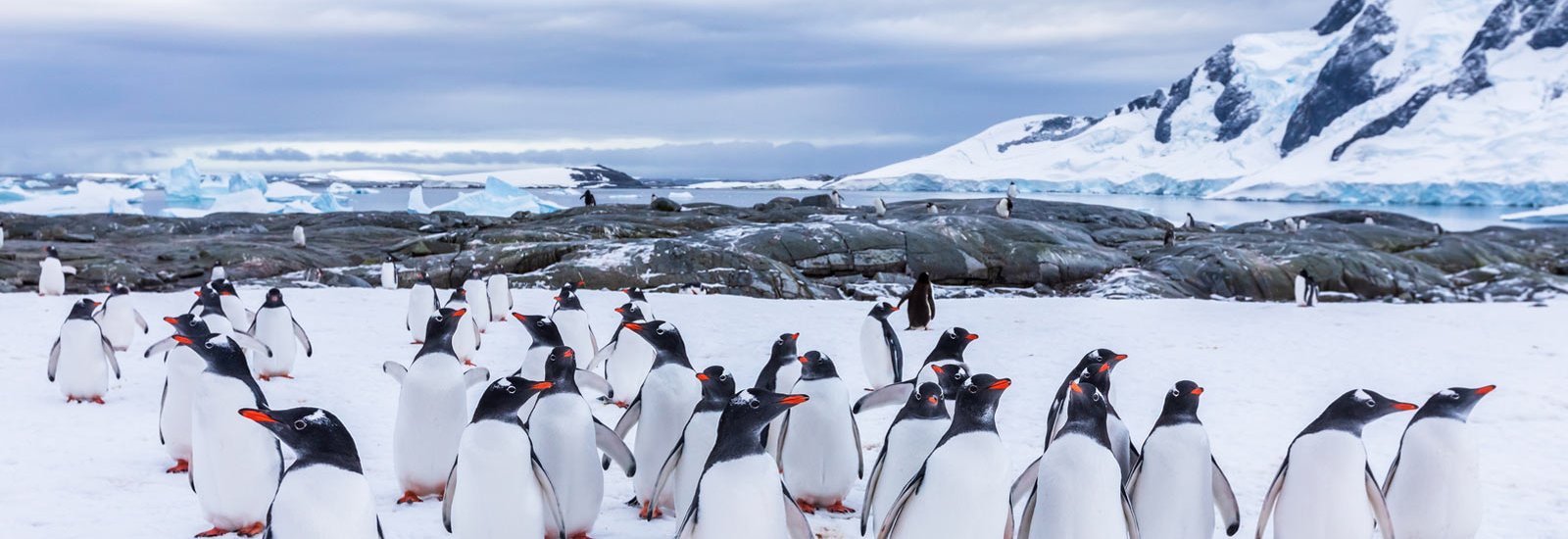 Antarctica Exploration | Venture