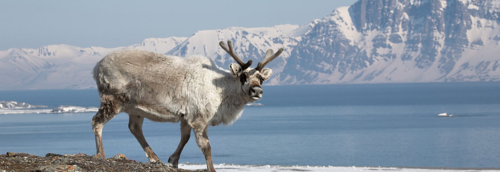 Svalbard Circumnavigation: Ultimate Arctic Quest | Ocean Albatros