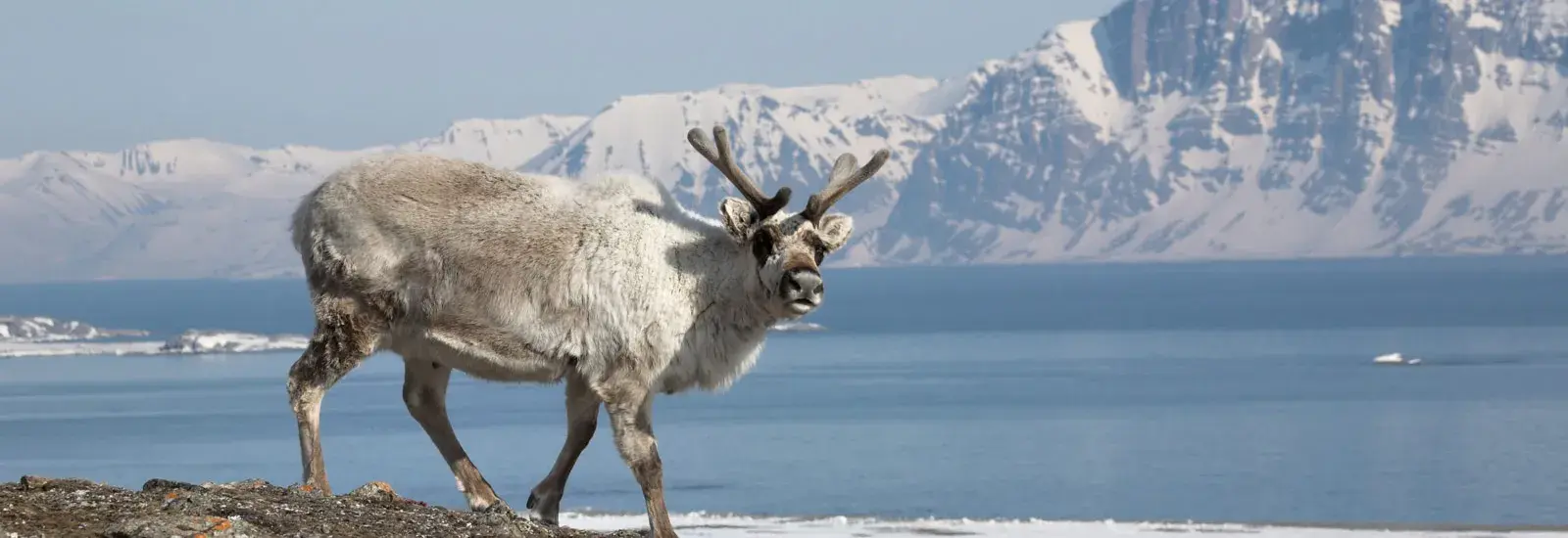 Svalbard Circumnavigation: Ultimate Arctic Quest | Ocean Albatros