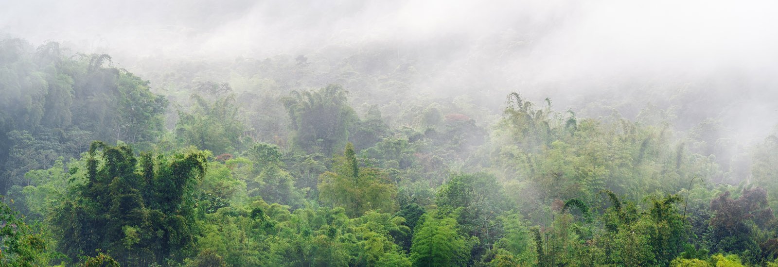 Highland Markets &amp; Cloud Forest Extension