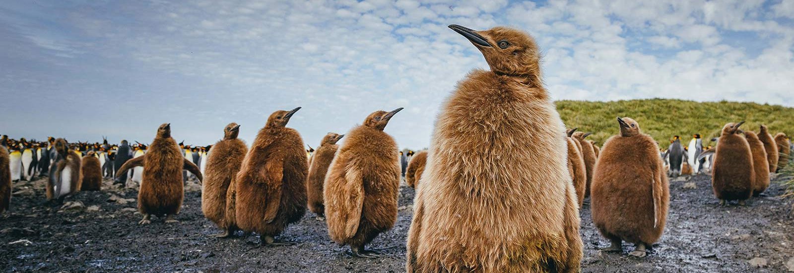 Epic Antarctica: Circle, Falklands &amp; South Georgia | Ultramarine