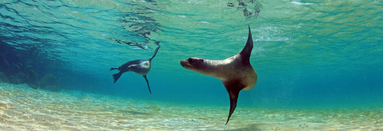 Galapagos North &amp; Central Islands Cruise | Seaman Journey