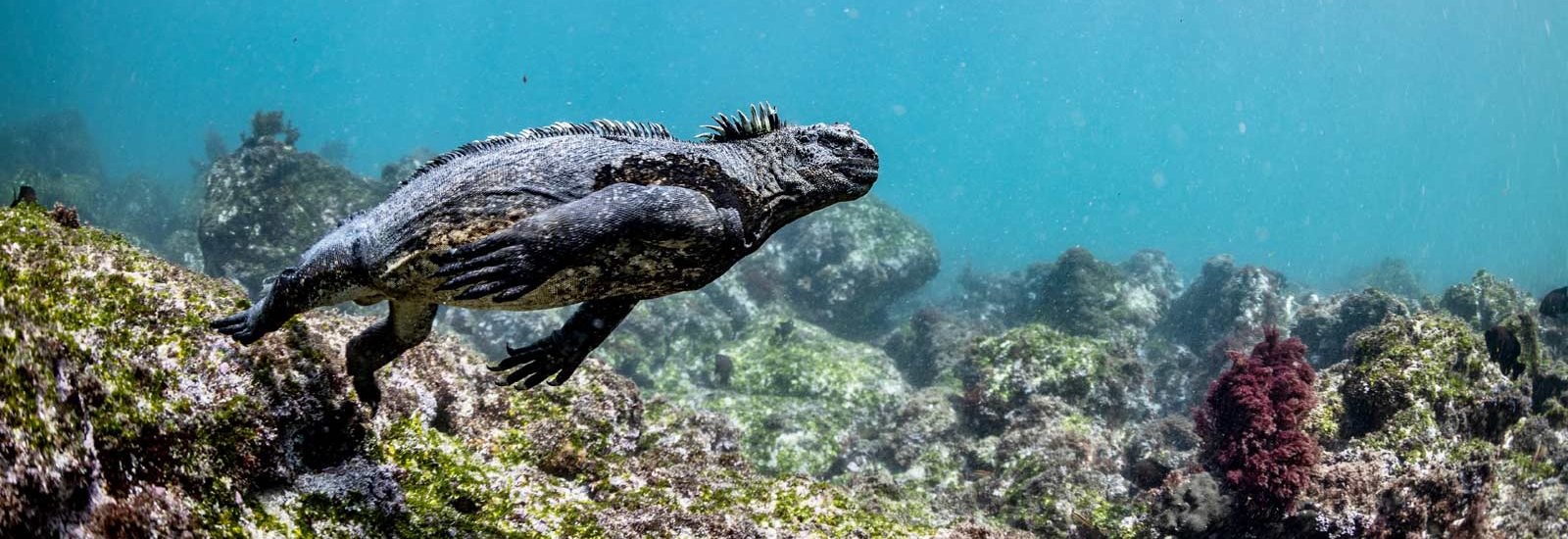 Galapagos North, East &amp; Southern Islands Cruise | Seaman Journey