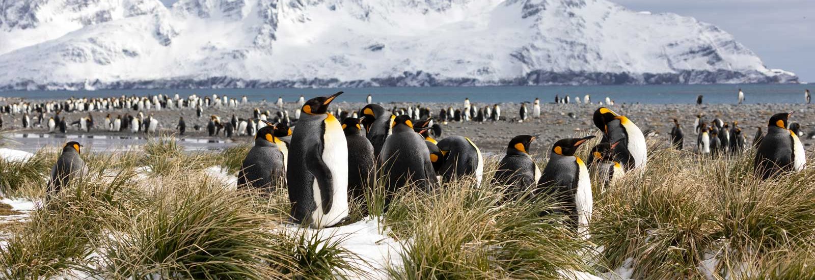 Falkland Islands, South Georgia &amp; Antarctica | Ocean Victory
