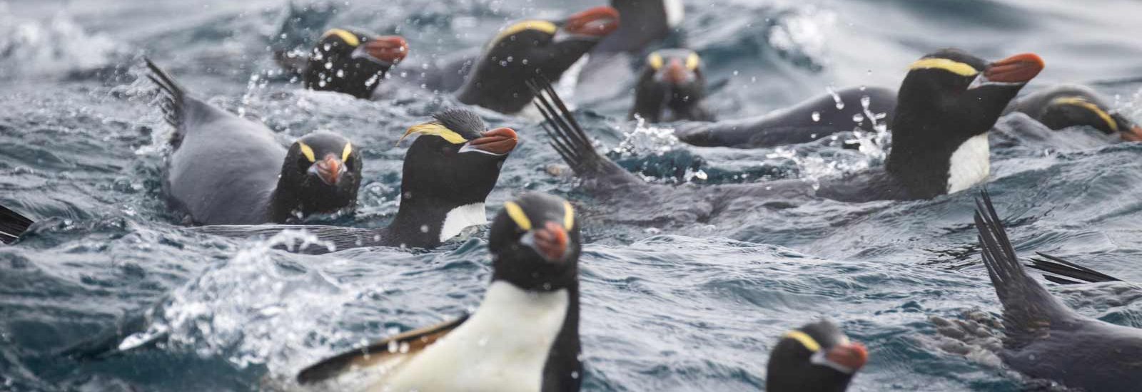 Birding Down Under | Heritage Adventurer