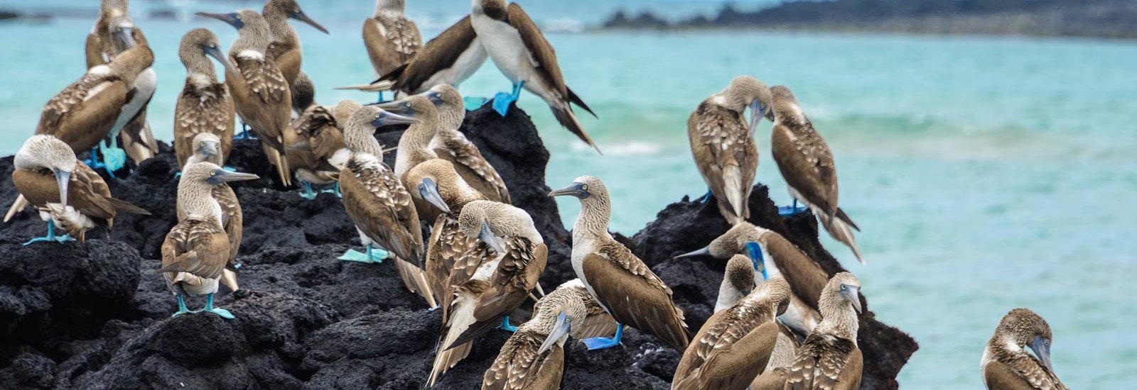 Galapagos West, Central &amp; North Islands Cruise | Seaman Journey