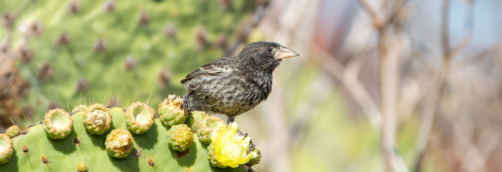 Northern Islands Cruise | Bonita