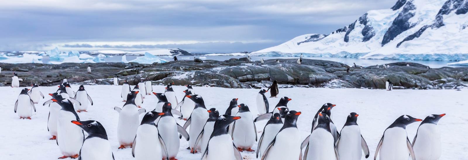Gentoo penguins in Antarctica