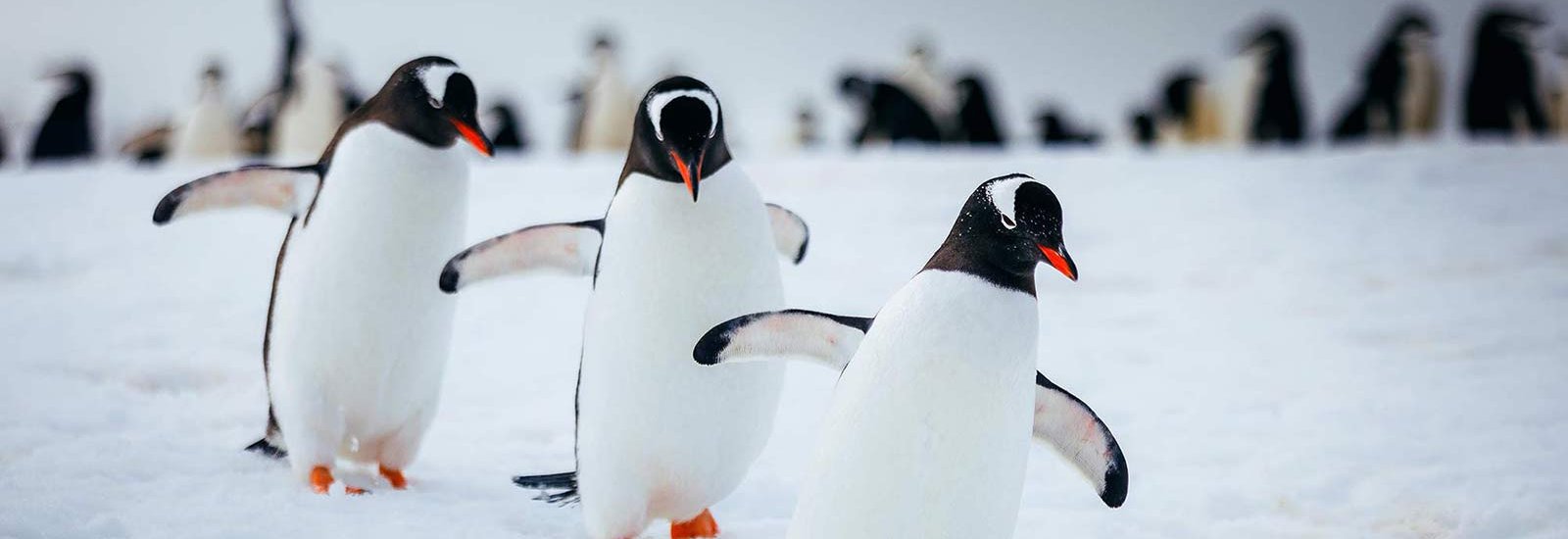 QuarkExpeditions__21A3761-Edit_DavidMerron